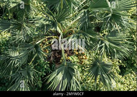 coconut tree aerial view. Rainforest with coconut palm trees. Palm full of coconuts. Tropical Coconut Palm Leaves Stock Photo
