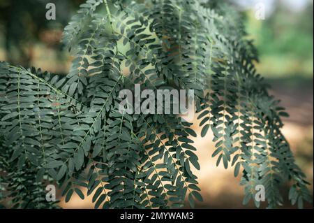 Small green leaves texture background with beautiful pattern. Clean environment. Organic natural background. Many leaves reduce dust in air. Tropical Stock Photo