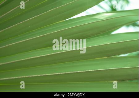 palm leaf texture natural tropical green leaf close up. Palm leaf crop. Leaf of palm tree isolated on white background. background for product placeme Stock Photo