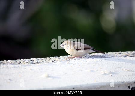 White-throated munia or Indian Silverbill (Euodice malabarica) foraging on a rooftop : (pix Sanjiv Shukla) Stock Photo