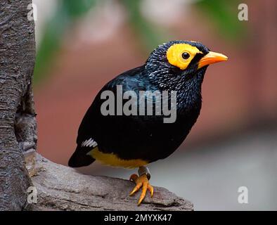 Bernard Spragg - Beautiful Bird Photography - Yellow Faced Myna - Mino dumontii - Stock Photo