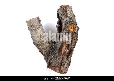 cut down old cherry log on a white background Stock Photo