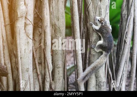 Finlayson's squirrel or the variable squirrel (Callosciurus finlaysonii) on tree, Thailand Stock Photo