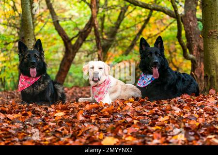 White labrador and two German Shepherd dogs in a park - selective focus Stock Photo