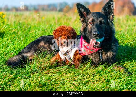 German Shepherd dog and ginger toy poodle puppy in a park - selective focus Stock Photo