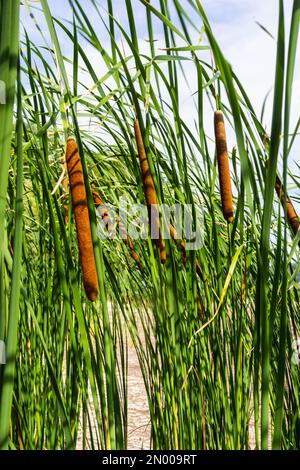 Reed mace plant also known as cat - tail, bulrush, swamp sausage, punks, typha angustifolia. Stock Photo