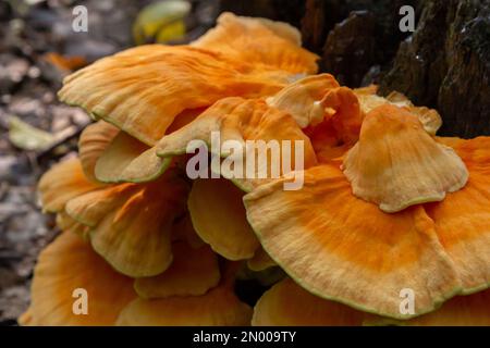 The sulfur-yellow tinder Latin Laetiporus sulphureus is a fungus grown on a tree, a yellowish mushroom. Stock Photo