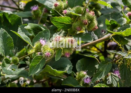 Closeup of a budding Greater Burdock or Arctium Lappa plant in its blurred own natural habitat. It is summertime now. Stock Photo