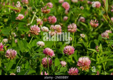 Flowers of alsike clover Trifolium hybridum plant in green summer meadow. Stock Photo