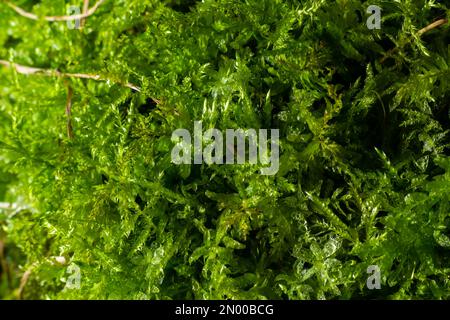 green moss background texture beautiful in nature. Stock Photo