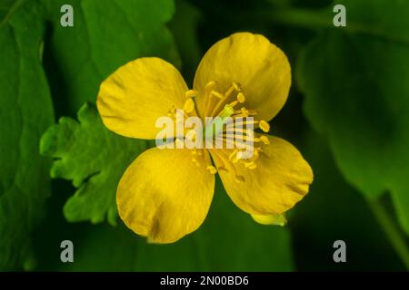 Yellow Chelidonium flowers, commonly known as greater celandine or tetterwort, at the edge of the forest. Stock Photo