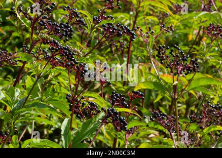 Sambucus ebulus is a poisonous perennial herb. It can also be used as a medicinal plant. Stock Photo