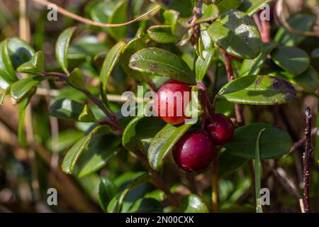 Vaccinium vitis-idaea lingonberry, partridgeberry, or cowberry is a short evergreen shrub in the heath family that bears edible fruit. Stock Photo