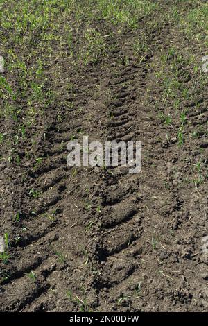Deep tractor tire trail on a green grass in a field, Agriculture industry or work in a park concept. Stock Photo