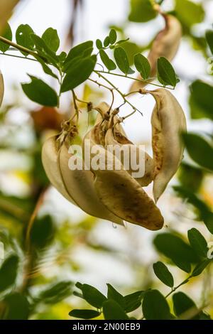 Flora of Island Rab, Croatia. Bladder senna Colutea arborescens. It is ...