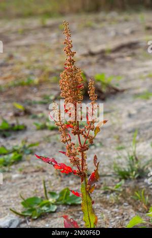 Part of a sorrel bush Rumex confertus growing in the wild with dry seeds on the stem. Stock Photo