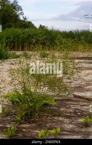 flowers of European water plantain, Alisma plantago aquatica, Stock Photo