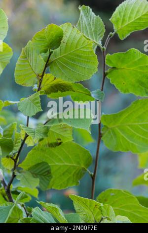 Common hazel Lombardii new leaves - Latin name - Corylus avellana Lombardii. Stock Photo