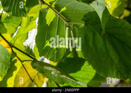Bright green common hazel leaves on delicate branches beautifully backlit in a woodland. Stock Photo