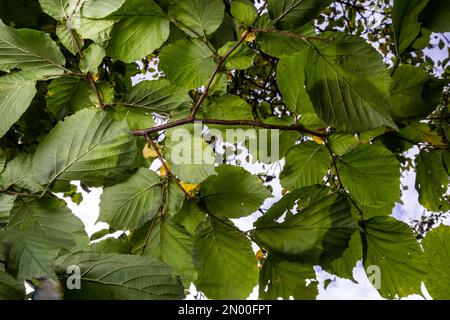 Bright green common hazel leaves on delicate branches beautifully backlit in a woodland. Stock Photo