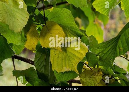 Common hazel Lombardii new leaves - Latin name - Corylus avellana Lombardii. Stock Photo
