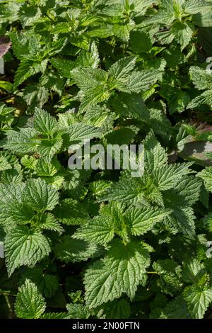 The nettle dioecious Urtica dioica with green leaves grows in natural thickets. Stock Photo