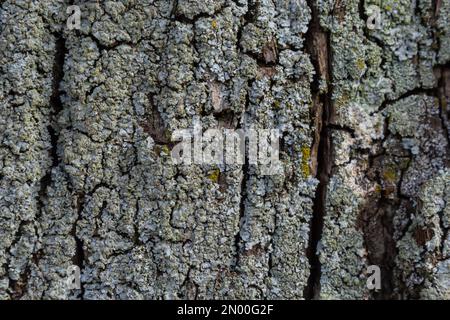 Close-up shot. Greenshield foliose white tube bone pillow lichen Parmeliaceae family Hypogymnia Physodes growing on bark coniferous tree in forest. Sy Stock Photo