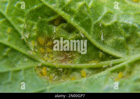 Wrinkly Insect Aphids on leaves. Little black insects that suck the sap of plants ...