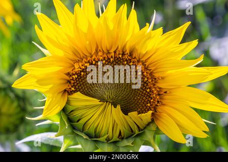 a young unopened sunflower grows in a field. sunflower cultivation concept. Stock Photo