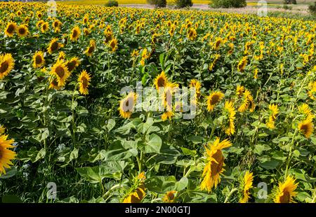 a young unopened sunflower grows in a field. sunflower cultivation concept. Stock Photo