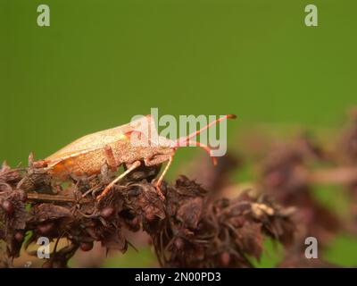 Detailed closeup on a fresh pale colored metamorphosed adult Dock bug, Coreus marginatus Stock Photo