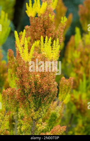 Erica arborea Albert’s Gold, Winter heather, Erica arborea alpina aureifolia Albert's Gold, tree heath Albert's Gold, Erica arborea Arnold's Gold, Eri Stock Photo