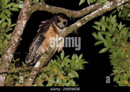 Tawny-browed Owl, Trilha dos Tucanos, SP, Brazil, August 2022 Stock Photo