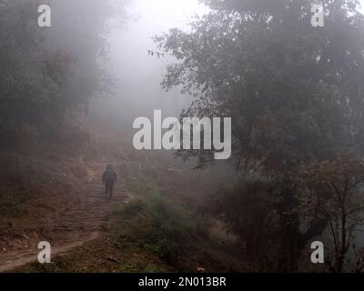 Mardi Himal trek. Backview of male trekker walking on a misty morning in a Rhododendron forest in January. Stock Photo