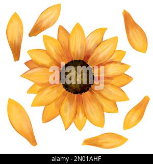 Sunflower watercolor set. Botanical decorative elements collection of sunflower head and petals isolated on white background. Stock Vector