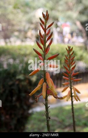 Inflorescence of Aloe vera in bloom : (pix Sanjiv Shukla) Stock Photo