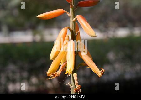 Inflorescence of Aloe vera in bloom : (pix Sanjiv Shukla) Stock Photo