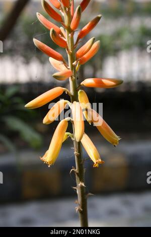 Inflorescence of Aloe vera in bloom : (pix Sanjiv Shukla) Stock Photo