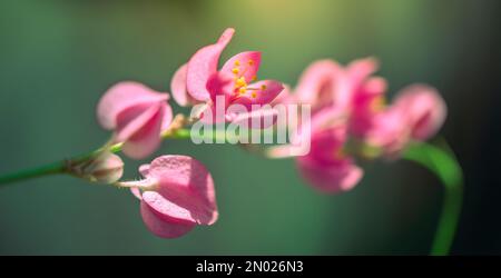 Small pink flowers Antigonon leptopus Hook, Tigon flowers, small ivy, Pink  vine flowers, Mexican creeper, Chain of love, Creeper Flower, Coral vine,  Heart shape, triangle, selective focus, close up 20451997 Stock Photo