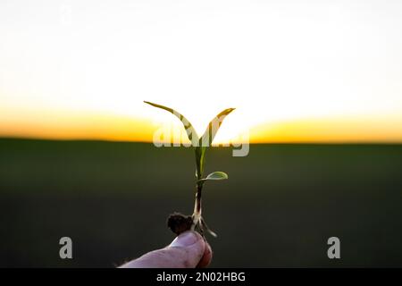 Close up of a hand of a farmer checking the quality and growth of a young maize sprout. Agricultural process. Stock Photo