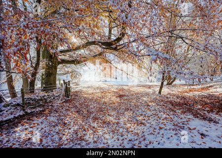 Snow covered hills and wintery scenes on Cleeve Hill, Gloucestershire Stock Photo