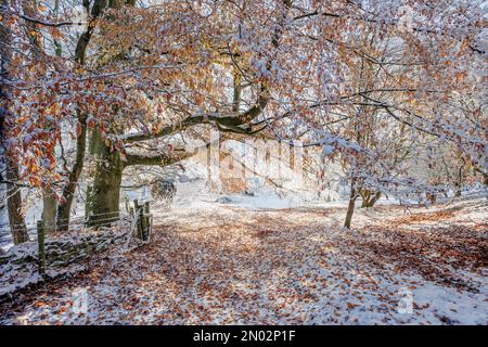 Snow covered hills and wintery scenes on Cleeve Hill, Gloucestershire Stock Photo