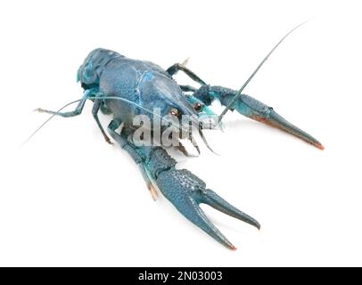 Blue crayfish isolated on white. Freshwater crustacean Stock Photo