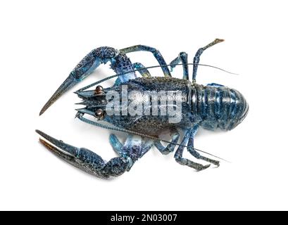 Blue or sapphire crayfish isolated on white, top view Stock Photo