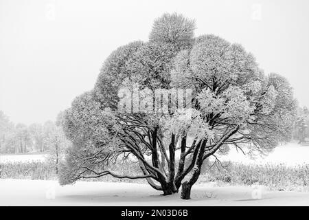 patterned drawings of snowy tree branches, mottled texture, winter texture, foggy and grainy snow fall background, winter Stock Photo