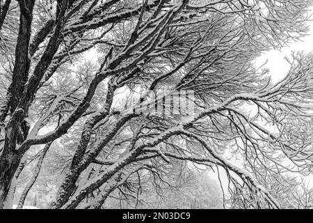 patterned drawings of snowy tree branches, mottled texture, winter texture, foggy and grainy snow fall background, winter Stock Photo