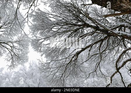 patterned drawings of snowy tree branches, mottled texture, winter texture, foggy and grainy snow fall background, winter Stock Photo