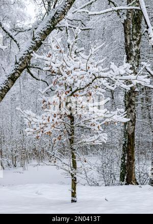 patterned drawings of snowy tree branches, mottled texture, winter texture, foggy and grainy snow fall background, winter Stock Photo