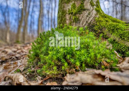 Beautiful Bright Green moss grown up cover the rough stones and on the floor in the forest. Show with macro view. Rocks full of the moss texture in na Stock Photo