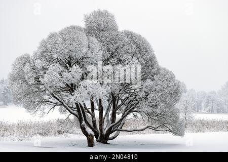 patterned drawings of snowy tree branches, mottled texture, winter texture, foggy and grainy snow fall background, winter Stock Photo